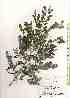  (Ormocarpum - TW019321)  @11 [ ] Copyright (2021) Unspecified Forestry and Forest Products Research Institute