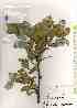  ( - TW019325)  @11 [ ] Copyright (2021) Unspecified Forestry and Forest Products Research Institute