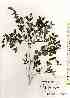  (Damnacanthus minutispinus - TW019345)  @11 [ ] Copyright (2021) Unspecified Forestry and Forest Products Research Institute