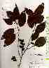  ( - TW019346)  @11 [ ] Copyright (2021) Unspecified Forestry and Forest Products Research Institute
