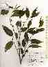  ( - TW019355)  @11 [ ] Copyright (2021) Unspecified Forestry and Forest Products Research Institute