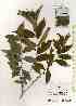  ( - TW019361)  @11 [ ] Copyright (2021) Unspecified Forestry and Forest Products Research Institute