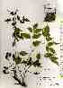  ( - TW019372)  @11 [ ] Copyright (2021) Unspecified Forestry and Forest Products Research Institute