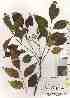  (Fraxinus griffithii var. kosyunensis - TW019377)  @11 [ ] Copyright (2021) Unspecified Forestry and Forest Products Research Institute