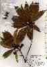  ( - TW019405)  @11 [ ] Copyright (2021) Unspecified Forestry and Forest Products Research Institute