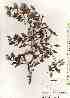 ( - TW019406)  @11 [ ] Copyright (2021) Unspecified Forestry and Forest Products Research Institute