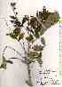 ( - TW019414)  @11 [ ] Copyright (2021) Unspecified Forestry and Forest Products Research Institute