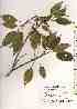  ( - TW019418)  @11 [ ] Copyright (2021) Unspecified Forestry and Forest Products Research Institute