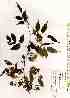  ( - TW019427)  @11 [ ] Copyright (2021) Unspecified Forestry and Forest Products Research Institute