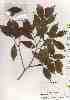  ( - TW019428)  @11 [ ] Copyright (2021) Unspecified Forestry and Forest Products Research Institute