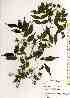  ( - TW019441)  @11 [ ] Copyright (2021) Unspecified Forestry and Forest Products Research Institute