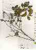  ( - TW019450)  @11 [ ] Copyright (2021) Unspecified Forestry and Forest Products Research Institute