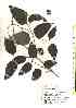  ( - TW019457)  @11 [ ] Copyright (2021) Unspecified Forestry and Forest Products Research Institute