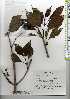  (Clerodendrum trichotomum var. fargesii - TW019476)  @11 [ ] Copyright (2021) Unspecified Forestry and Forest Products Research Institute