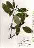  ( - TW019478)  @11 [ ] Copyright (2021) Unspecified Forestry and Forest Products Research Institute