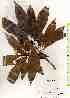  ( - TW019481)  @11 [ ] Copyright (2021) Unspecified Forestry and Forest Products Research Institute
