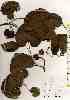  ( - TW019497)  @11 [ ] Copyright (2021) Unspecified Forestry and Forest Products Research Institute