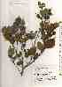  ( - TW019503)  @11 [ ] Copyright (2021) Unspecified Forestry and Forest Products Research Institute