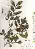  ( - TW019507)  @11 [ ] Copyright (2021) Unspecified Forestry and Forest Products Research Institute