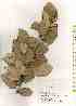  ( - TW019521)  @11 [ ] Copyright (2021) Unspecified Forestry and Forest Products Research Institute