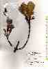  ( - TW019524)  @11 [ ] Copyright (2021) Unspecified Forestry and Forest Products Research Institute