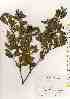  ( - TW019526)  @11 [ ] Copyright (2021) Unspecified Forestry and Forest Products Research Institute