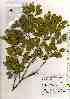  (Camellia sasanqua - TW019527)  @11 [ ] Copyright (2021) Unspecified Forestry and Forest Products Research Institute