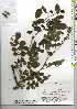  ( - TW019540)  @11 [ ] Copyright (2021) Unspecified Forestry and Forest Products Research Institute