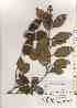  (Camellia japonica - TW019547)  @11 [ ] Copyright (2021) Unspecified Forestry and Forest Products Research Institute