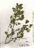  ( - TW019550)  @11 [ ] Copyright (2021) Unspecified Forestry and Forest Products Research Institute