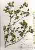  ( - TW019554)  @11 [ ] Copyright (2021) Unspecified Forestry and Forest Products Research Institute