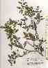  ( - TW019573)  @11 [ ] Copyright (2021) Unspecified Forestry and Forest Products Research Institute