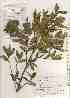  ( - TW019579)  @11 [ ] Copyright (2021) Unspecified Forestry and Forest Products Research Institute