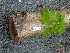  ( - TW019584)  @11 [ ] Copyright (2021) Unspecified Forestry and Forest Products Research Institute