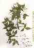  ( - TW019591)  @11 [ ] Copyright (2021) Unspecified Forestry and Forest Products Research Institute