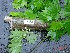  ( - TW019601)  @11 [ ] Copyright (2021) Unspecified Forestry and Forest Products Research Institute