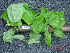 ( - TW019602)  @11 [ ] Copyright (2021) Unspecified Forestry and Forest Products Research Institute