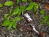  ( - TW019611)  @11 [ ] Copyright (2021) Unspecified Forestry and Forest Products Research Institute