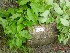 ( - TW019621)  @11 [ ] Copyright (2021) Unspecified Forestry and Forest Products Research Institute
