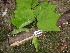  ( - TW019636)  @11 [ ] Copyright (2021) Unspecified Forestry and Forest Products Research Institute