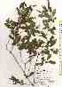  ( - TW019642)  @11 [ ] Copyright (2021) Unspecified Forestry and Forest Products Research Institute