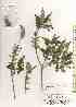 ( - TW019644)  @11 [ ] Copyright (2021) Unspecified Forestry and Forest Products Research Institute