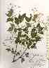  ( - TW019646)  @11 [ ] Copyright (2021) Unspecified Forestry and Forest Products Research Institute