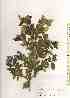  ( - TW019656)  @11 [ ] Copyright (2021) Unspecified Forestry and Forest Products Research Institute
