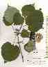  ( - TW019667)  @11 [ ] Copyright (2021) Unspecified Forestry and Forest Products Research Institute