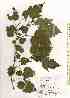  ( - TW019676)  @11 [ ] Copyright (2021) Unspecified Forestry and Forest Products Research Institute