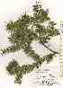  ( - TW019683)  @11 [ ] Copyright (2021) Unspecified Forestry and Forest Products Research Institute
