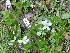  ( - TW019685)  @11 [ ] Copyright (2021) Unspecified Forestry and Forest Products Research Institute