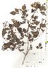  ( - TW019702)  @11 [ ] Copyright (2021) Unspecified Forestry and Forest Products Research Institute