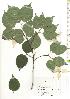  ( - TW019712)  @11 [ ] Copyright (2021) Unspecified Forestry and Forest Products Research Institute